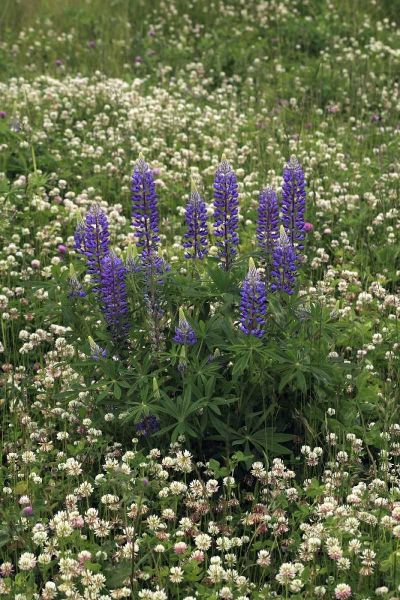 USA, Oregon Lupine and clover in field